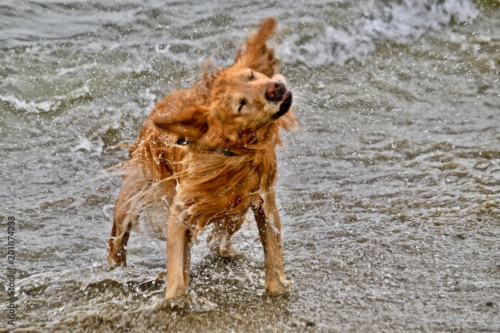 Dog Shaking Off Water Stock Photo Adobe Stock