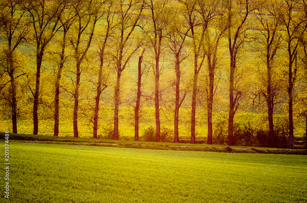 Fototapeta premium Beautiful golden trees in sun rays with meadow, natural seasonal background
