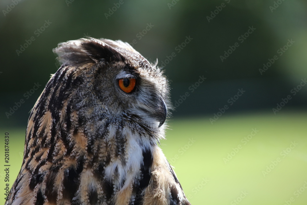 Obraz premium Great Horned Owl