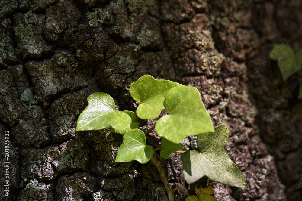 Ivy (Hedera Helix) plant climbing up tree trunk, Close Up
