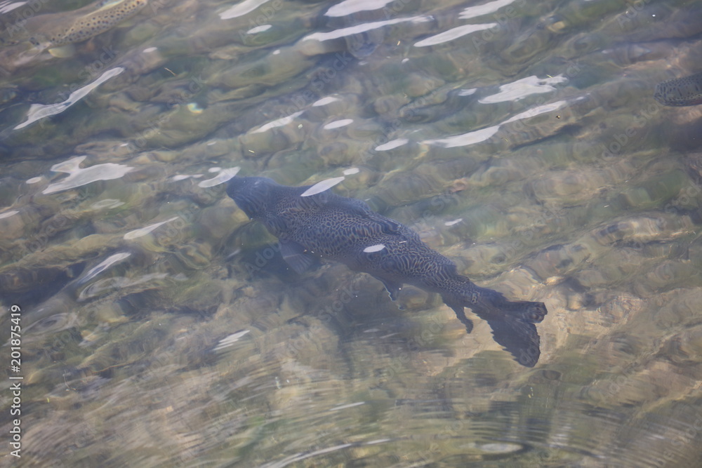 Fototapeta premium Freshwater river trout