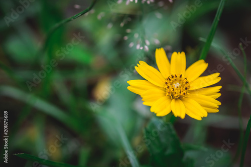 Image blurred of beautiful yellow flower close-up in garden. concept of nature background and copy space design.