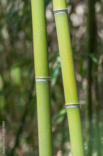 closeup of bamboo tree in tropical garden