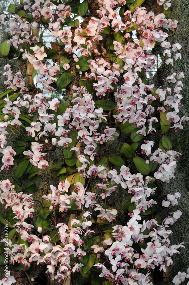 Orchideen, Orchideenaustellung, Blumengärten Hirschstetten, Wien, Österreich, Europa
