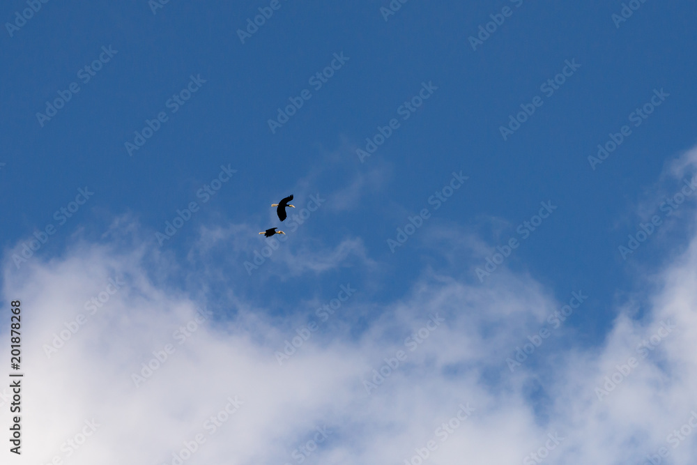 Wreathed hornbill at Khao Yai national park, THAILAND