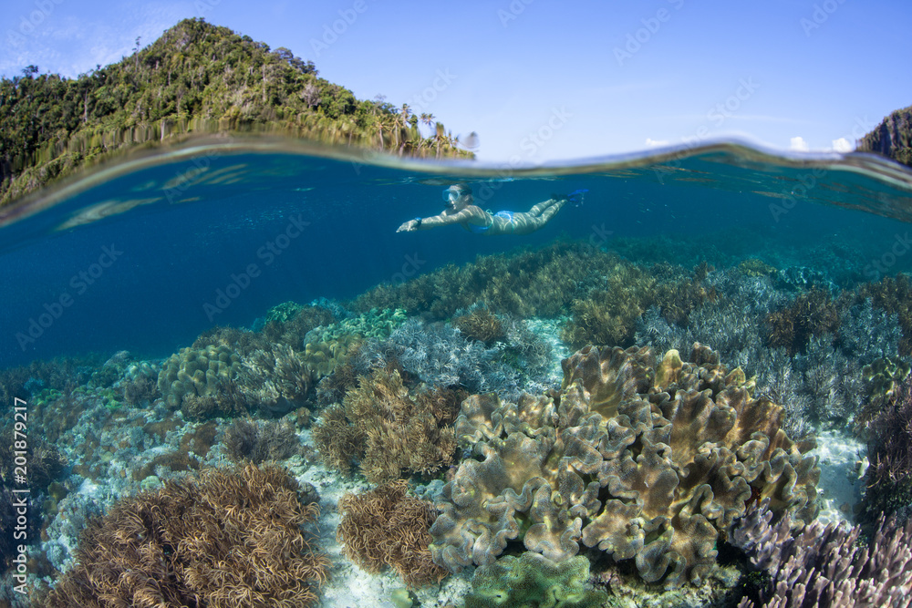 Snorkeler Exploring Coral Reef in West Papua