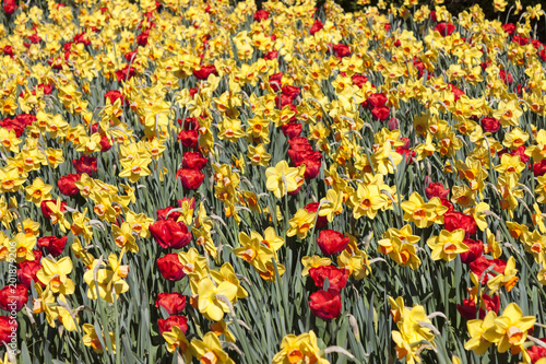 Fototapeta Naklejka Na Ścianę i Meble -  A beautiful flowering of yellow daffodils and red tulips in spring