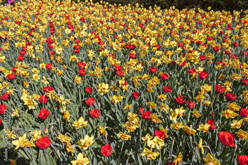 Fototapeta Naklejka Na Ścianę i Meble -  A beautiful flowering of yellow daffodils and red tulips in spring