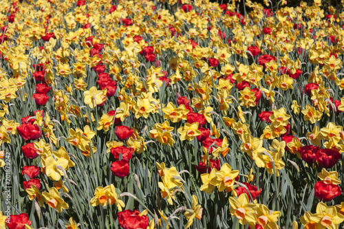 Fototapeta Naklejka Na Ścianę i Meble -  A beautiful flowering of yellow daffodils and red tulips in spring