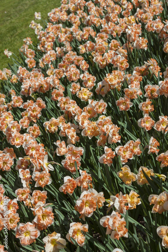 Fototapeta Naklejka Na Ścianę i Meble -  flowering of double-flowered daffodils in spring