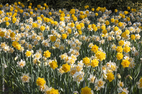 Fototapeta Naklejka Na Ścianę i Meble -  flowering of double-flowered daffodils in spring