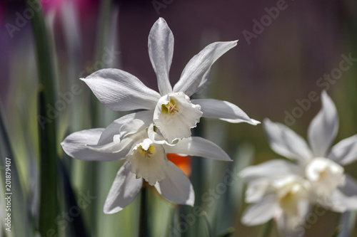 Fototapeta Naklejka Na Ścianę i Meble -  Close up on a splendid specimen of white and yellow narcissus