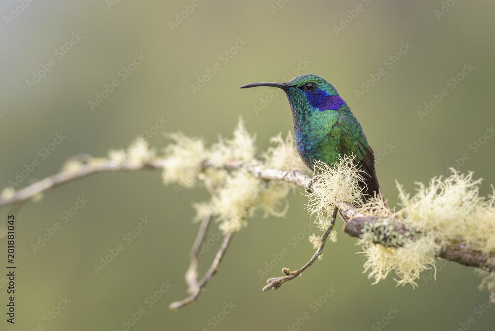 Green Violet-ear - Colibri thalassinus, beautiful green hummingbird from Central America forests, Costa Rica.