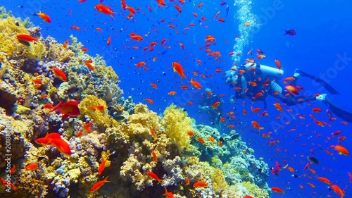 Beautiful underwater scenery, colorful coral reef with scuba divers on the background © Tunatura