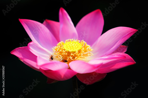 pink lotus flower isolated on black background.