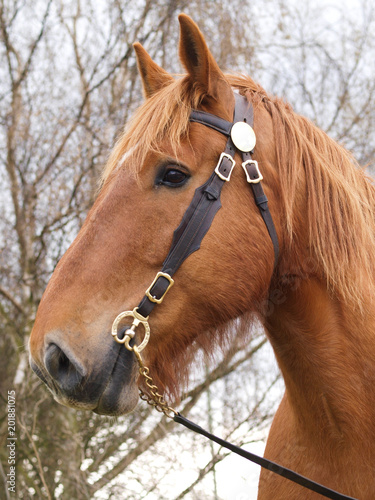 Suffolk Punch Horse Head Shot