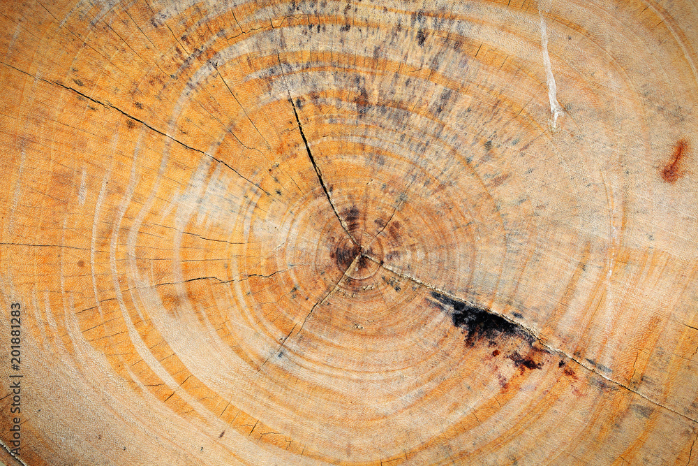 Naklejka premium texture of cross section wooden tree trunk.