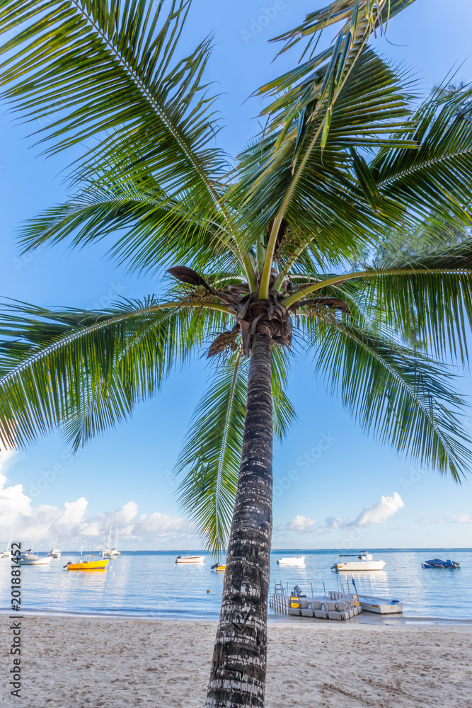 cocotier sur plage de Bain Boeuf, île Maurice