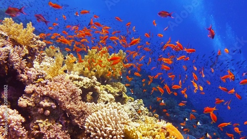 Fototapeta Naklejka Na Ścianę i Meble -  Beautiful  coral reef, colorful underwater scenery