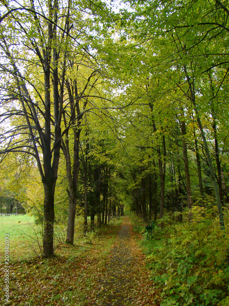 Old park alley in autumn