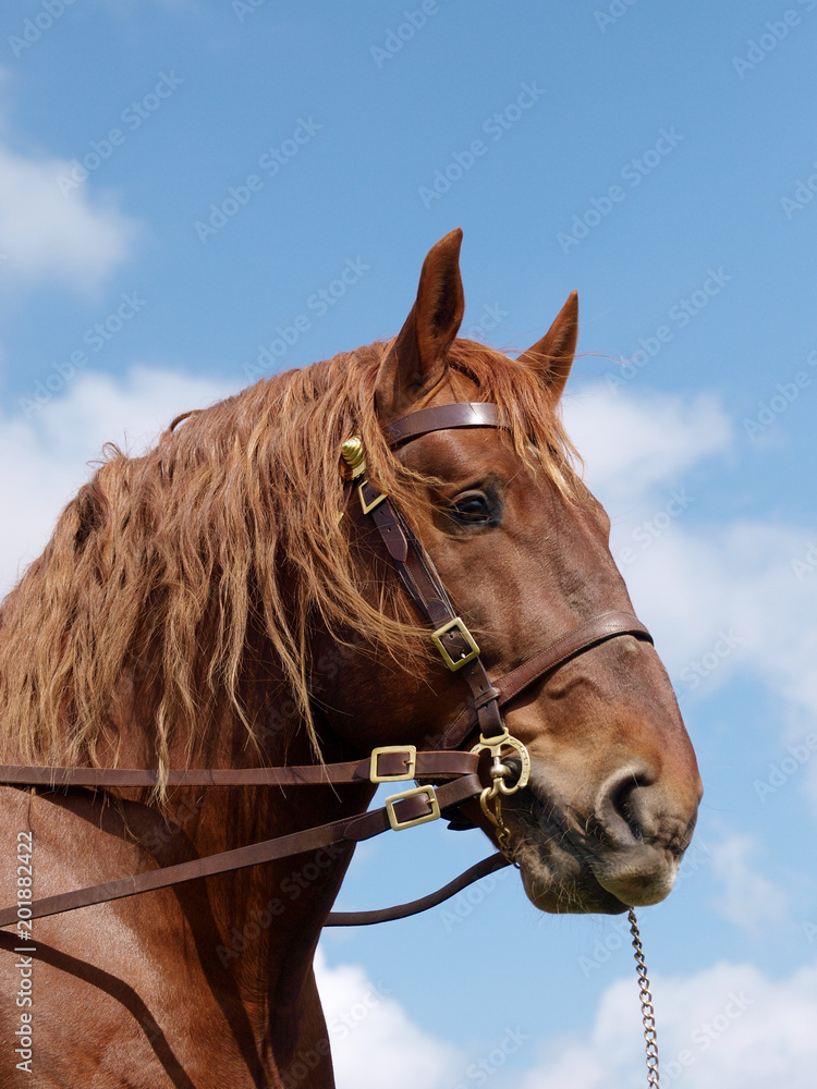 Stallion Head Shot Stallion Head Shot