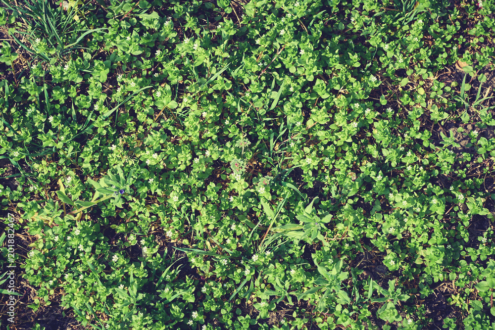 fresh white tiny flowers and green leaves of Stellaria media chickweed fresh white tiny flowers and green leaves of Stellaria media chickweed