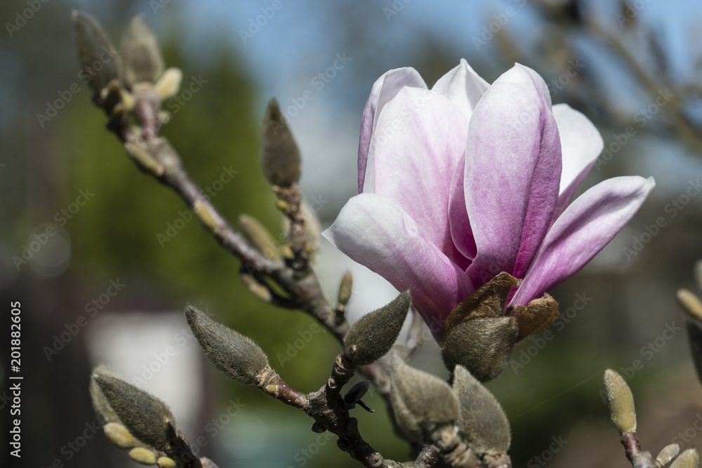 Pink magnolia flowers. Pink magnolia flowers.