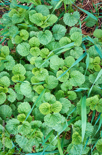 Garlic Mustard aka Alliaria petiolata photo