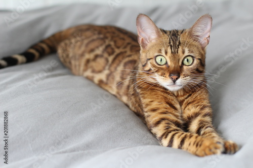Photography Adorable portrait of a Bengal cat