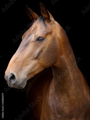 Horse Head Shot © Nigel Baker