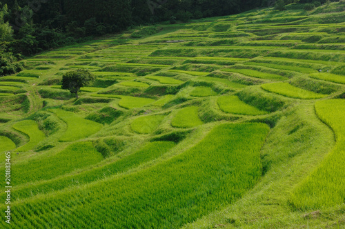 大山千枚田 千葉県鴨川市