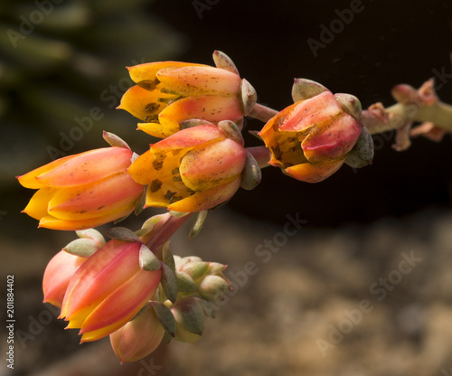 Crassulaceae - Echeveria