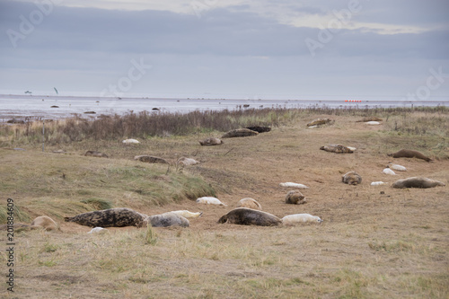 Donna Nook, Lincolnshire, UK – Nov 15: Grey seals come ashore in late Autumn for birthing season on 15 Nov 2016 at Donna Nook Seal Sanctuary, Lincolnshire Wildlife Trust