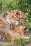 Lioness with cubs lying down in the grass