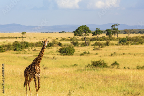 Giraffe standing and looking at the savannah