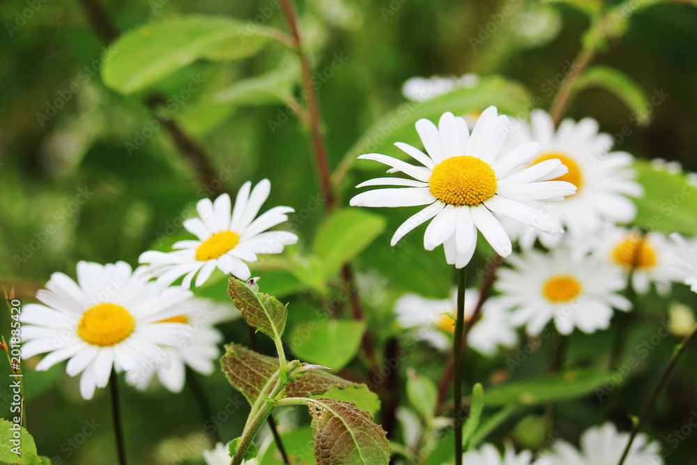 Fototapeta premium Daisy field in summer
