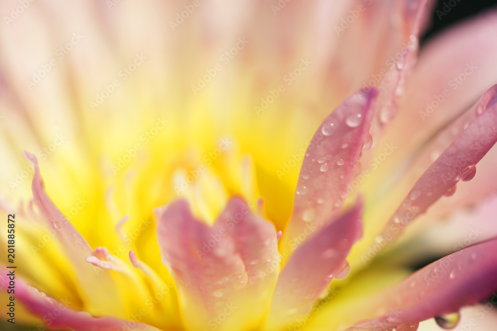 close up of water drop on colorful petal lotus flower close up of water drop on colorful petal lotus flower