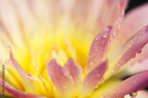 close up of water drop on colorful petal lotus flower