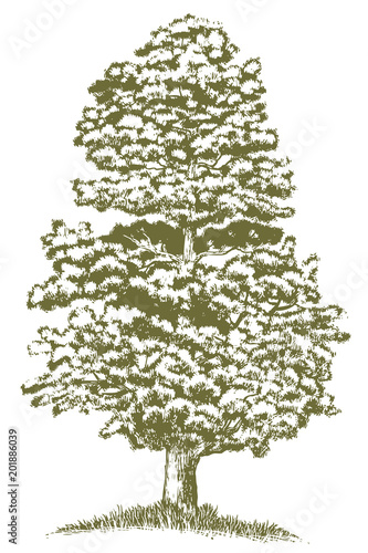Woodcut Juniper Tree