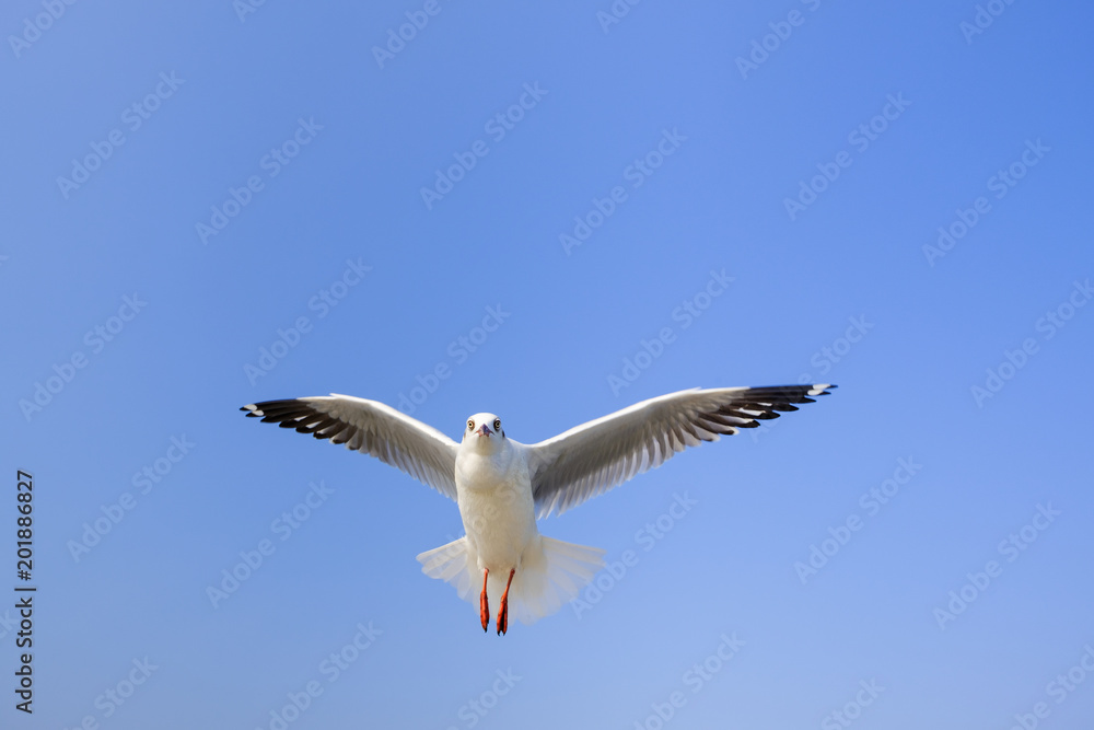 Brown headed gull The Seagull It is different from other seagulls with large white stripes at the base of the wings. The adults have white stripes at the ends of the wings, which are black. Birds are Brown headed gull The Seagull It is different from other seagulls with large white stripes at the base of the wings. The adults have white stripes at the ends of the wings, which are black. Birds are