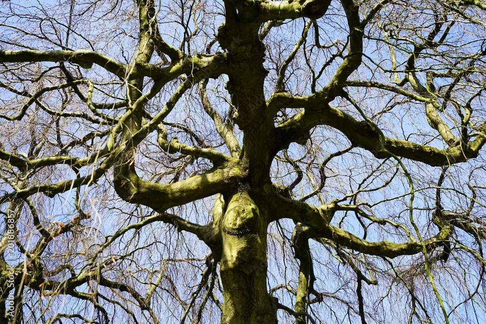 Obraz premium Hanging beech - Fagus sylvatica pendula in a forest