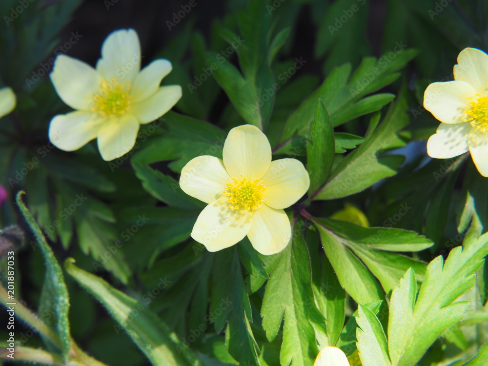 Anemone × lipsiensis - wood anemone Anemone × lipsiensis - wood anemone