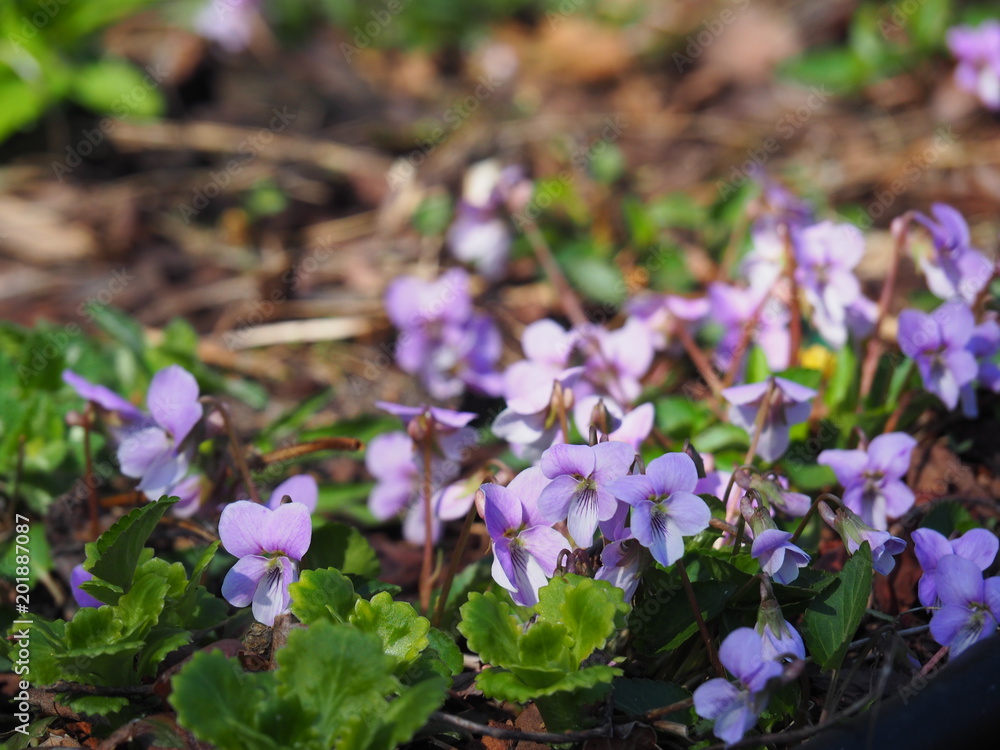Viola jooi - Transylvanian Violet Viola jooi - Transylvanian Violet