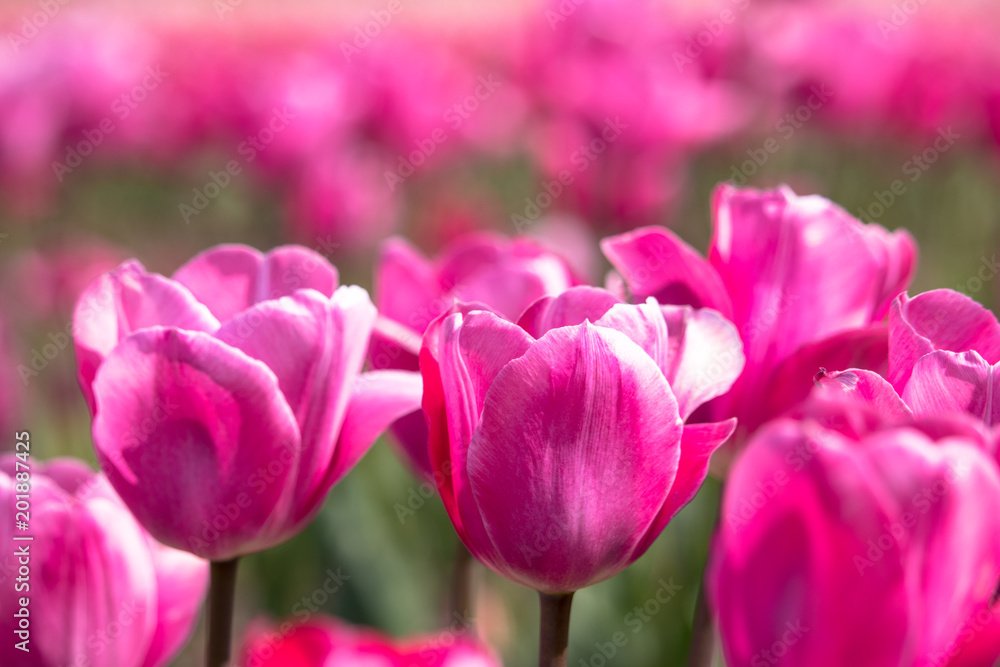 Tulips in Sakura City, Chiba Prefecture, Japan Tulips in Sakura City, Chiba Prefecture, Japan