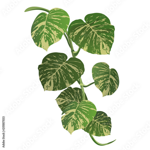 Tropical vine plant (Epipremnum aureum), realistic vector illustration.