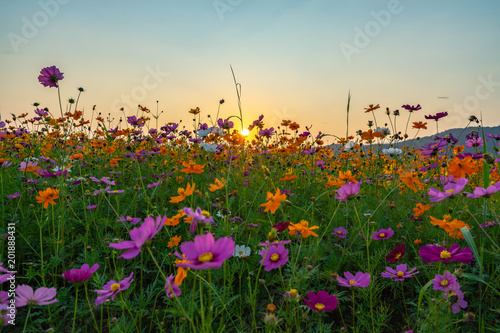 Colorful cosmos flower meadow in sunset. © Photon