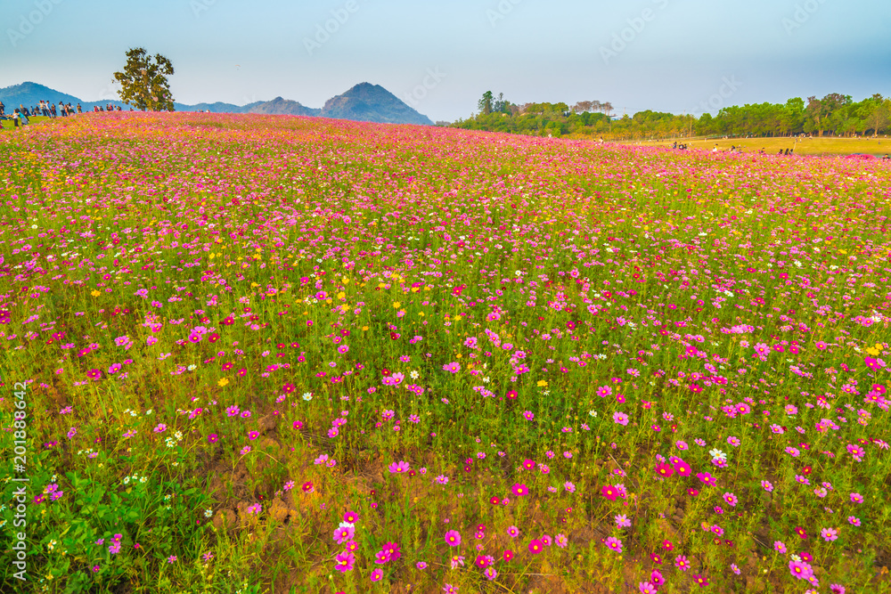 Colorful cosmos flower meadow in sunset.
