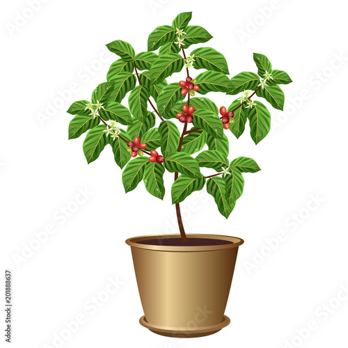 Coffee tree in pot with beans and flowers. Vector illustration isolated on white background.