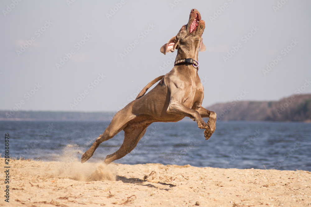 Weimaraner dog play in beach. Weimaraner in action. Weimaraner dog play in beach. Weimaraner in action.