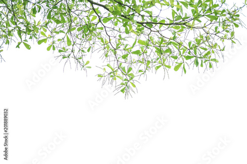 Closeup fresh green leaves isolated on white background with copy space